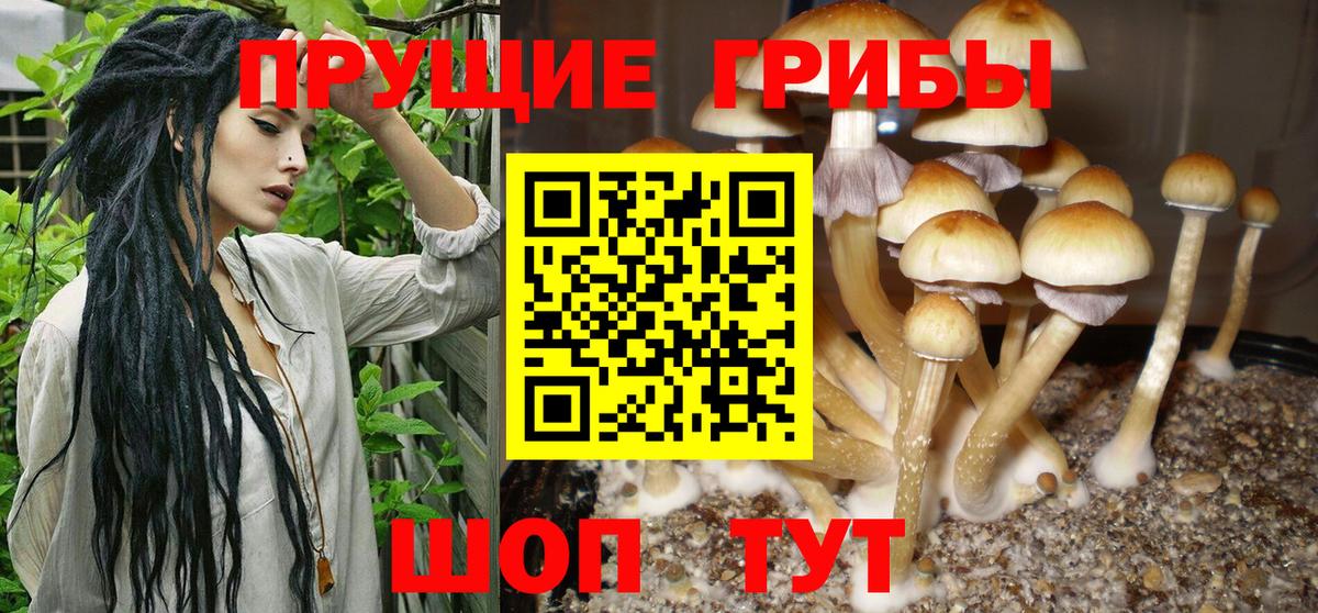 Псилоцибиновые грибы Psilocybine cubensis Темрюк
